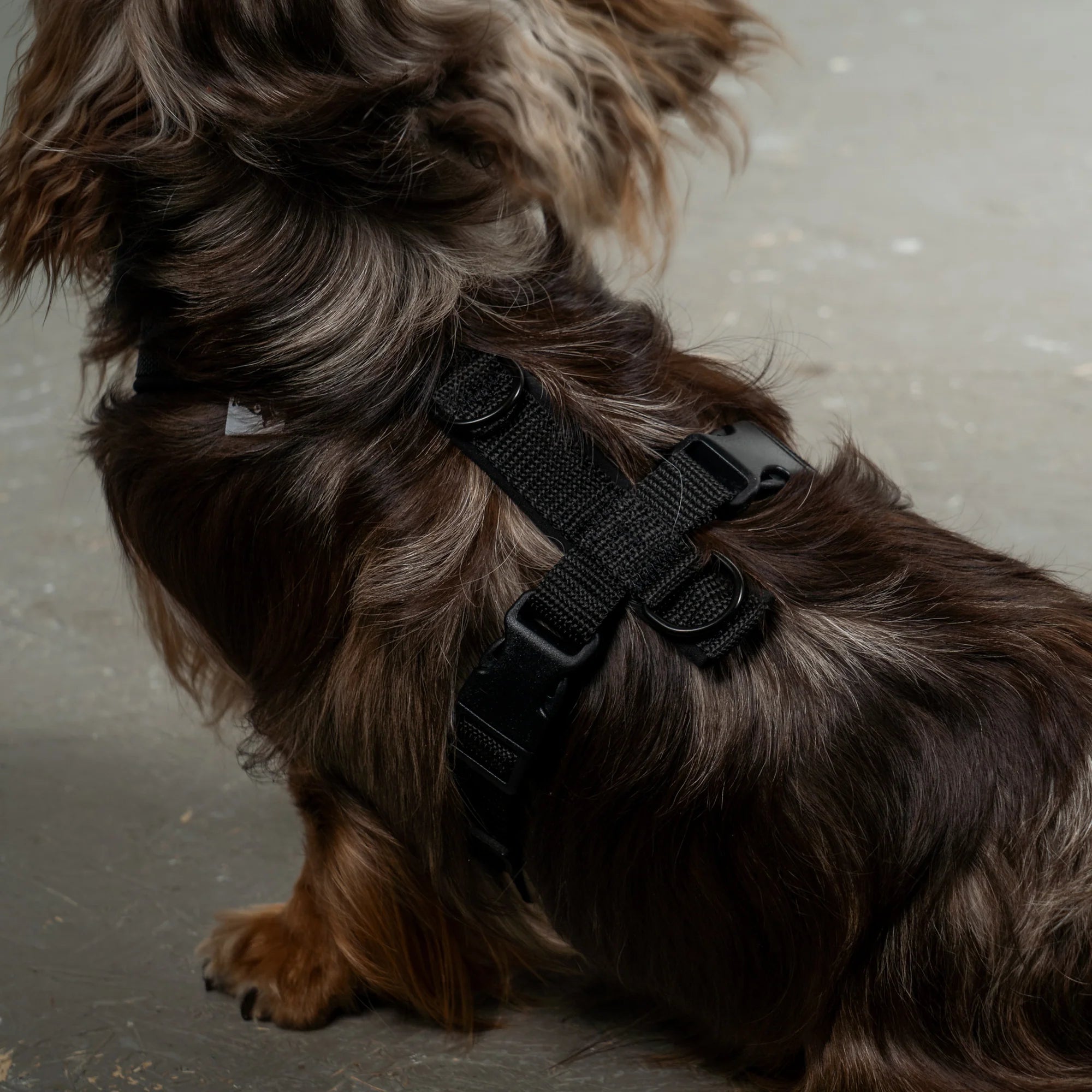 KarmaHund-Softshell-Hundegeschirr-Dackel-Schwarz-Detail