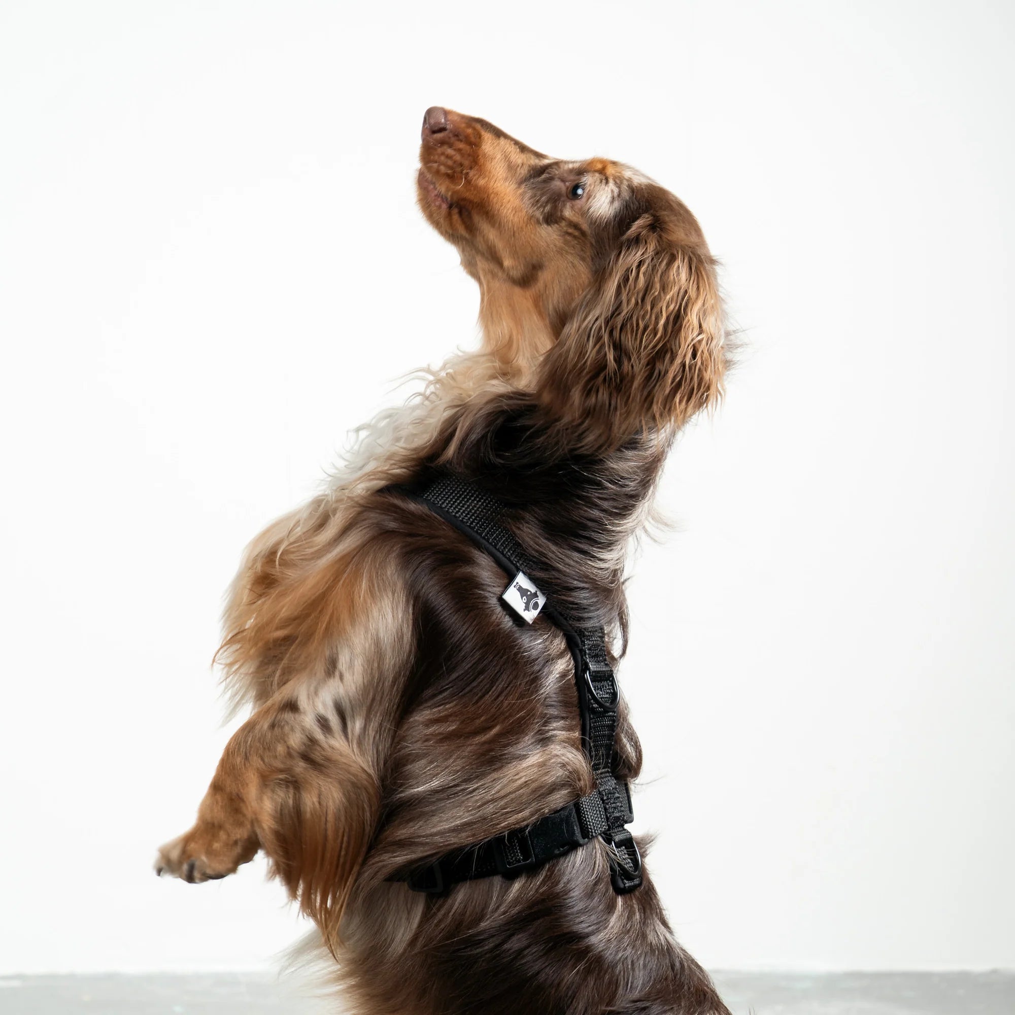 KarmaHund-Softshell-Hundegeschirr-Dackel-Schwarz-Jump