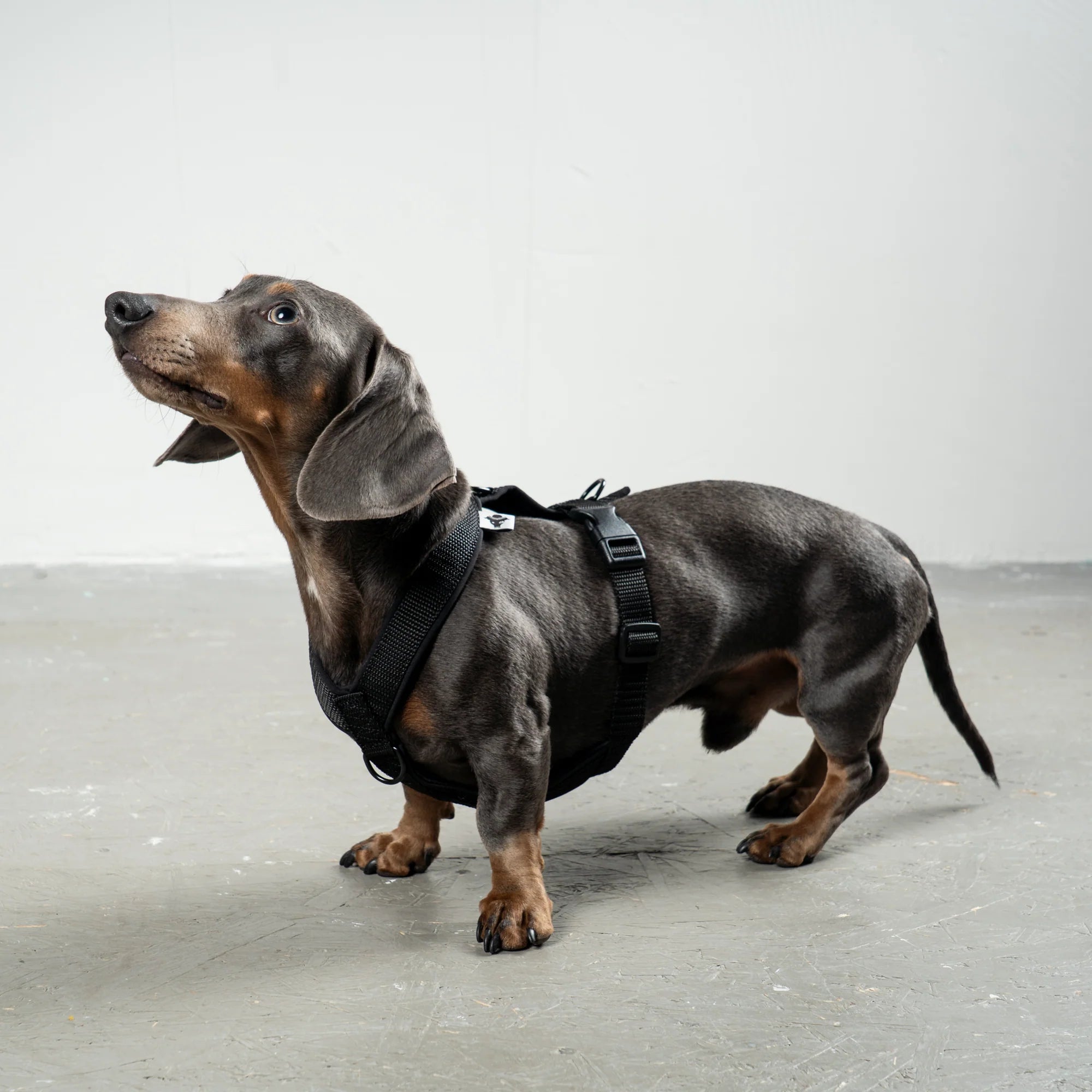 KarmaHund-Softshell-Hundegeschirr-Dackel-Schwarz