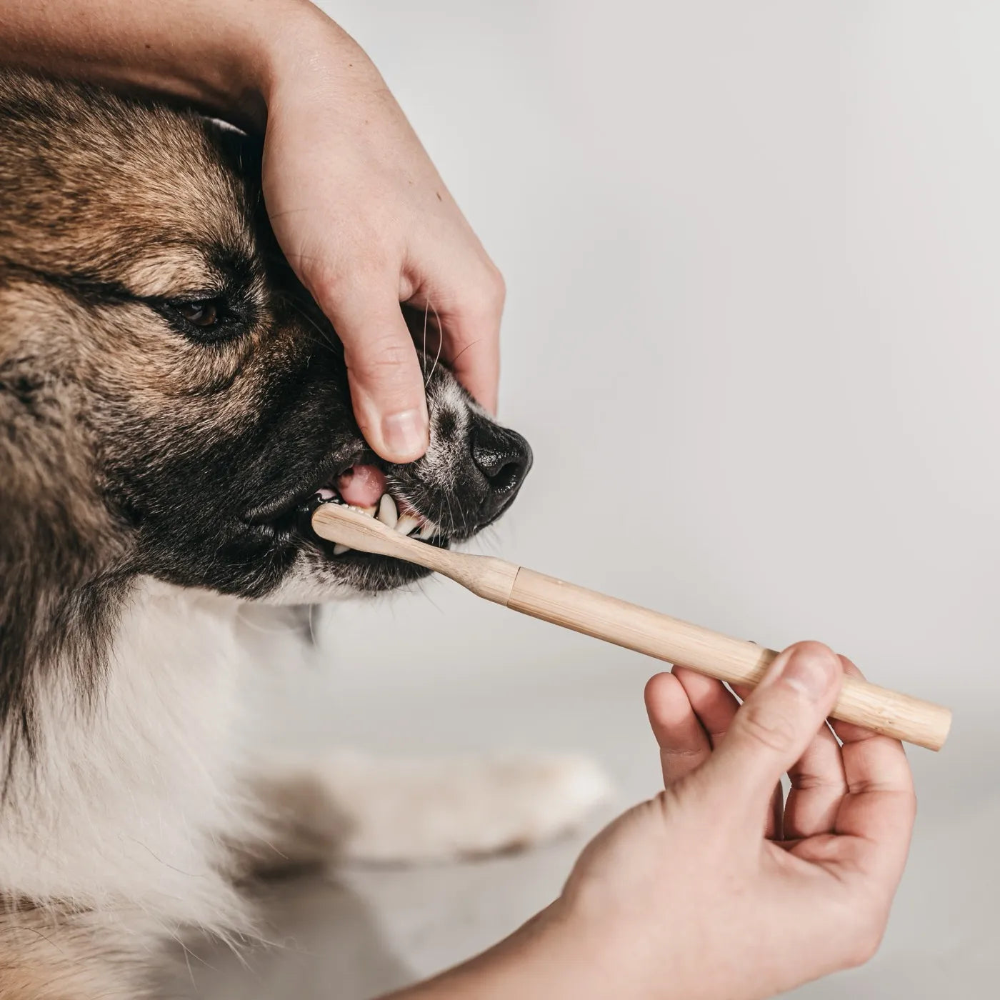 LILA-LOVES-IT-Hundezahnbürste-Bambus-Hund