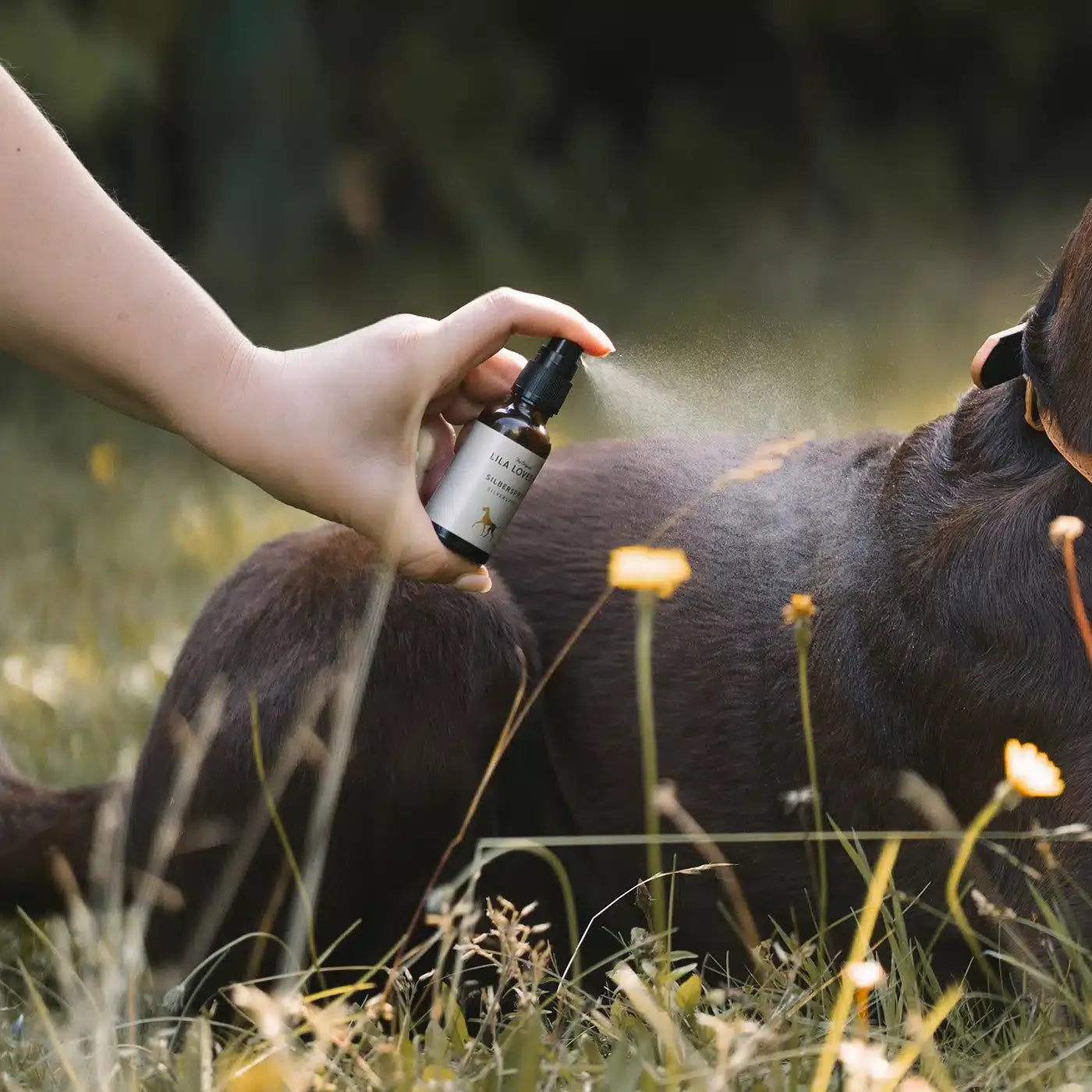 LILA-LOVES-IT-Silberspray-Hund