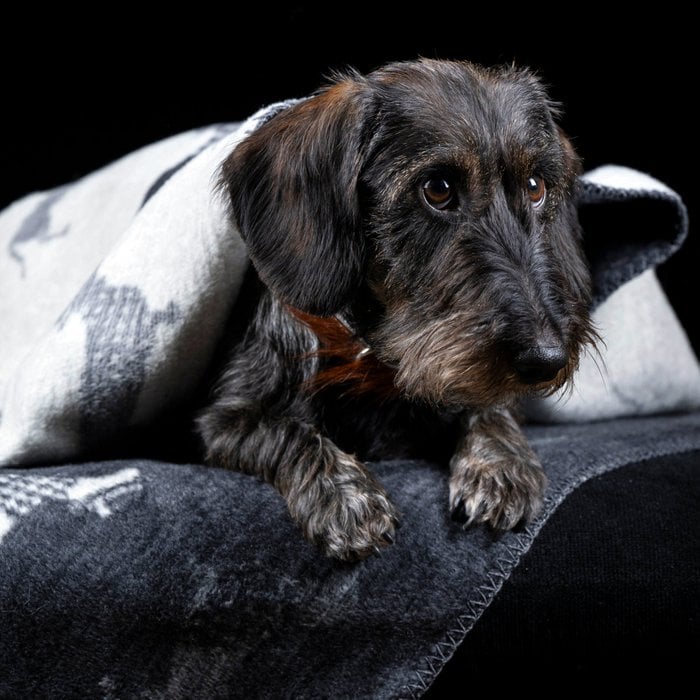 Laboni-Hundedecke-Teckel-Dackel-3