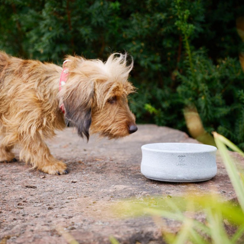 Laboni-Hundenapf-Rocky-S-Hund