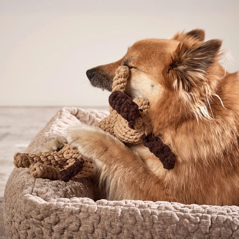 Laboni-Hundespielzeug-Doggy-Dog-2