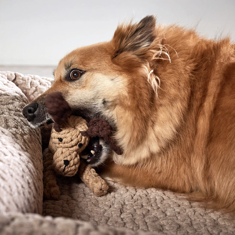 Laboni-Hundespielzeug-Doggy-Dog-4