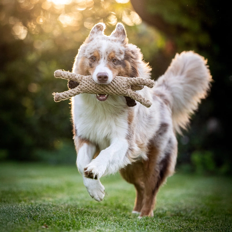 Laboni-Hundespielzeug-Doggy-Dog-5