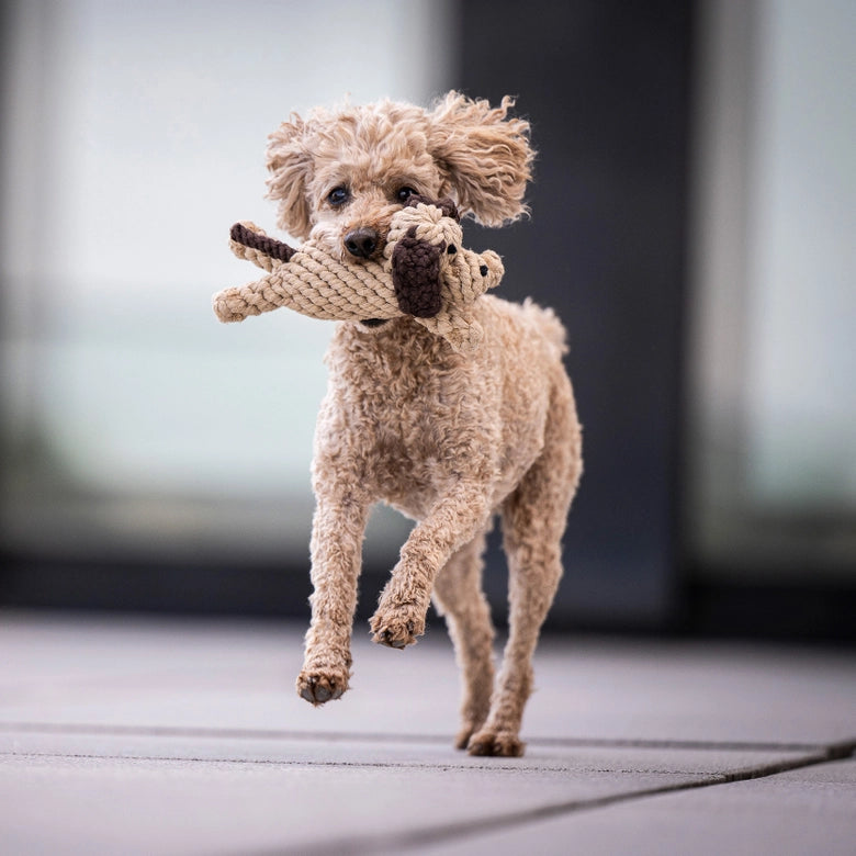 Laboni-Hundespielzeug-Doggy-Dog-Junior-2