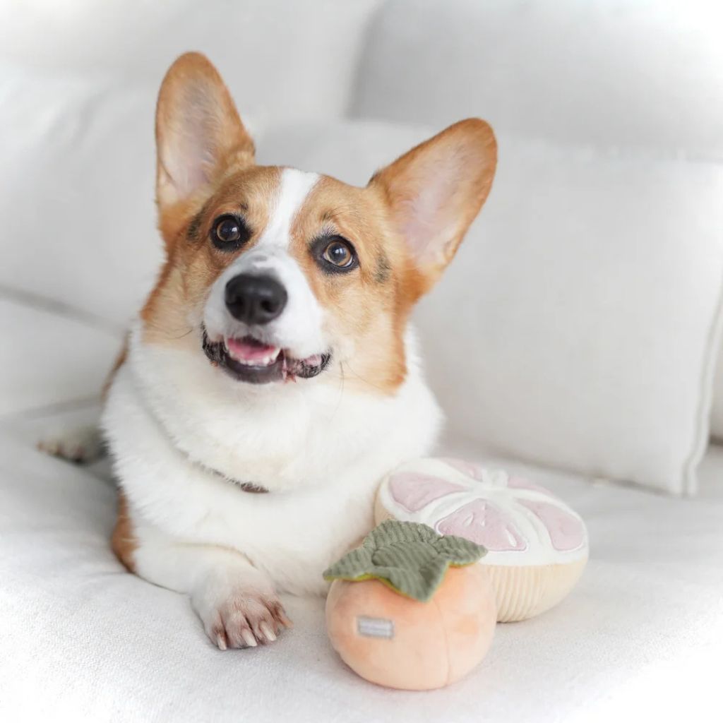 Lambwolf-Hundespielzeug-Grapefruit-Mood3