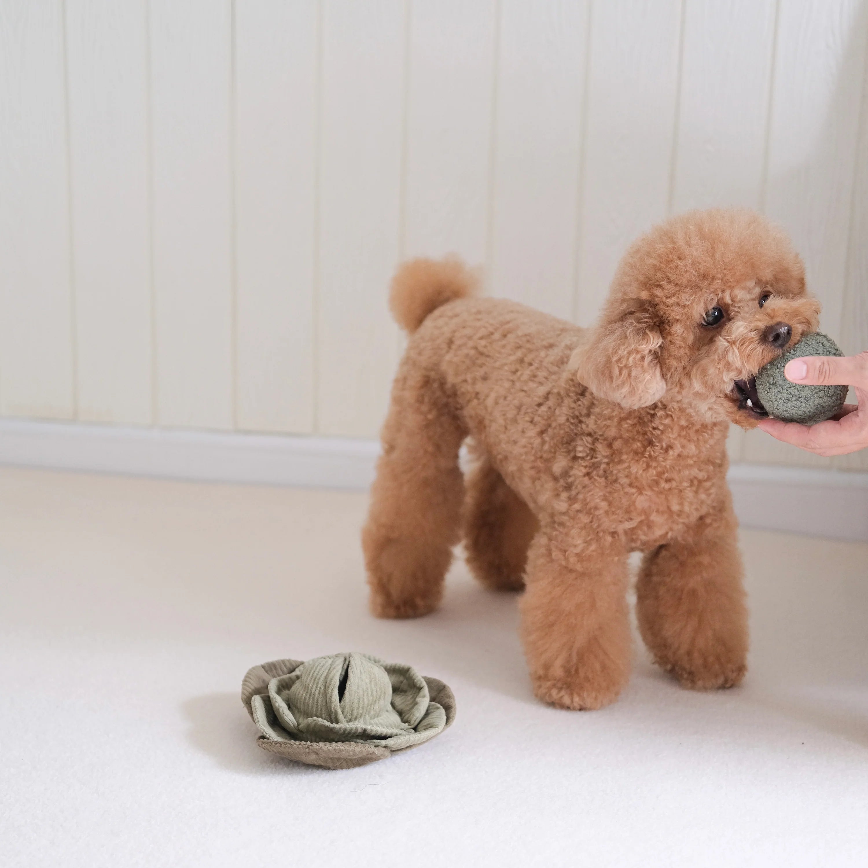 Lambwolf-Schnüffelspielzeug-Cabbage-POP-Hund3