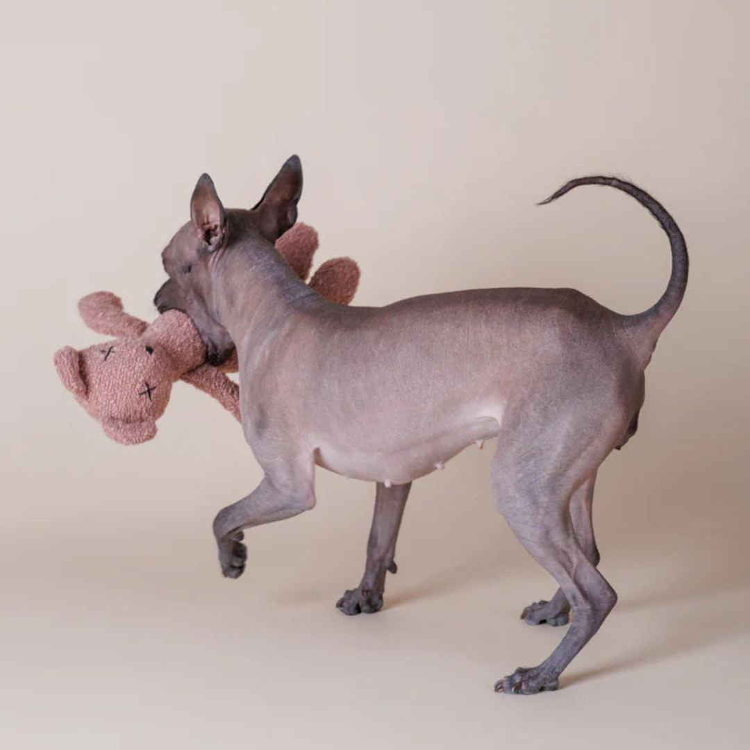 Lillabel-Hundespielzeug-Berty-Bear-Dusty-Pink-Mood3
