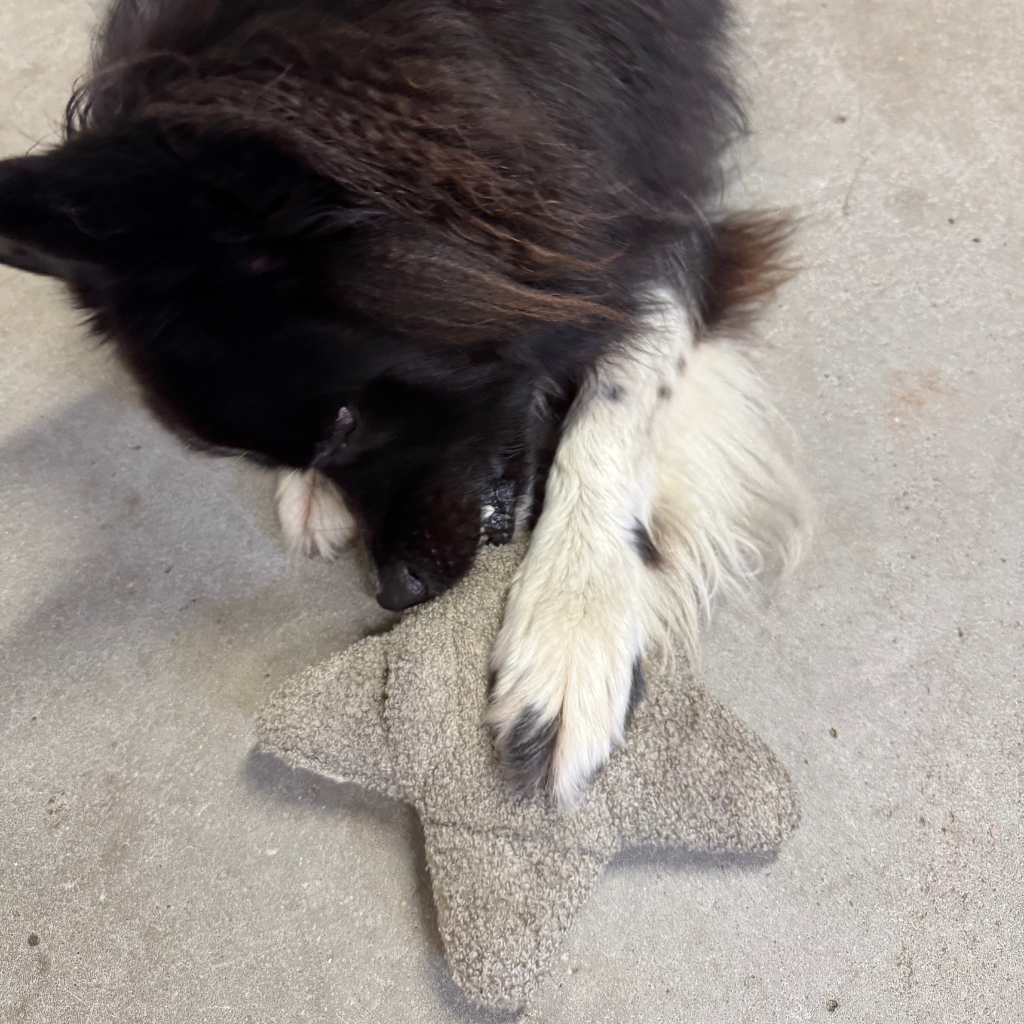 Lillabel-Woofstuff-Schnueffelstern-Mood5