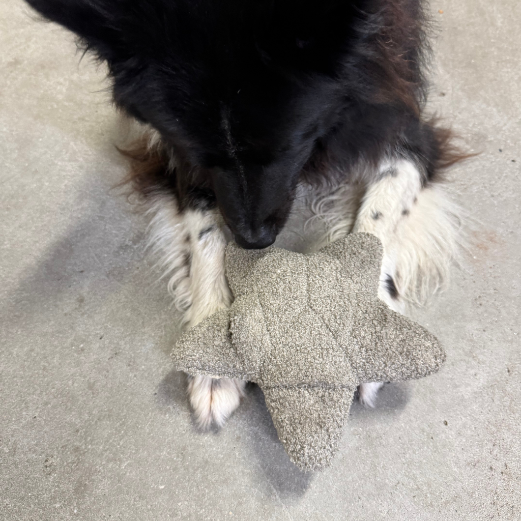 Lillabel-Woofstuff-Schnueffelstern-Mood6