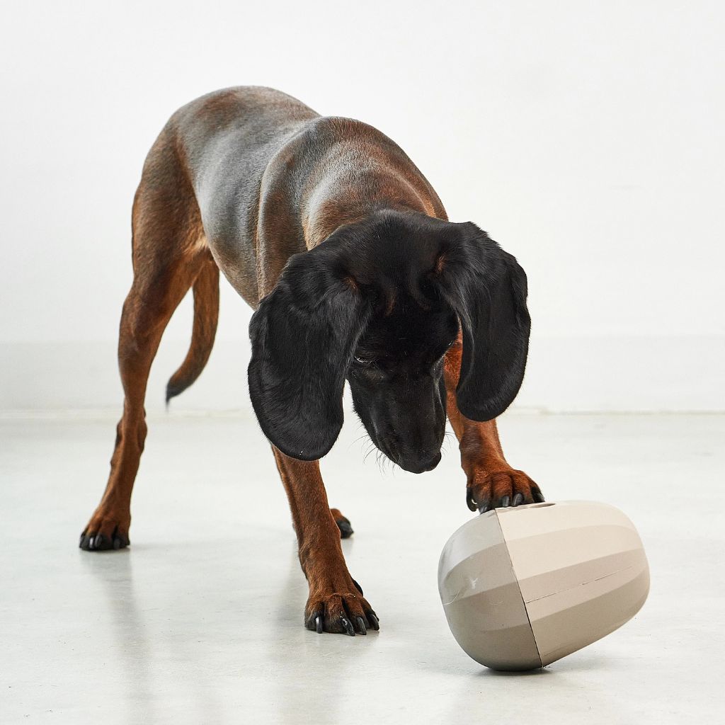 MiaCara-Beschäftigungsspielzeug-Uovo-Mood