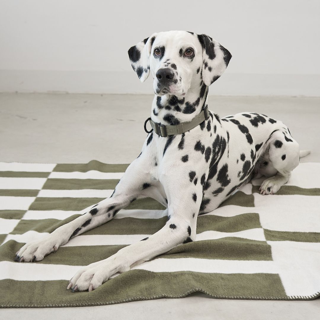 MiaCara-Hundedecke-Blocco-Grolive-Natur-Hund2