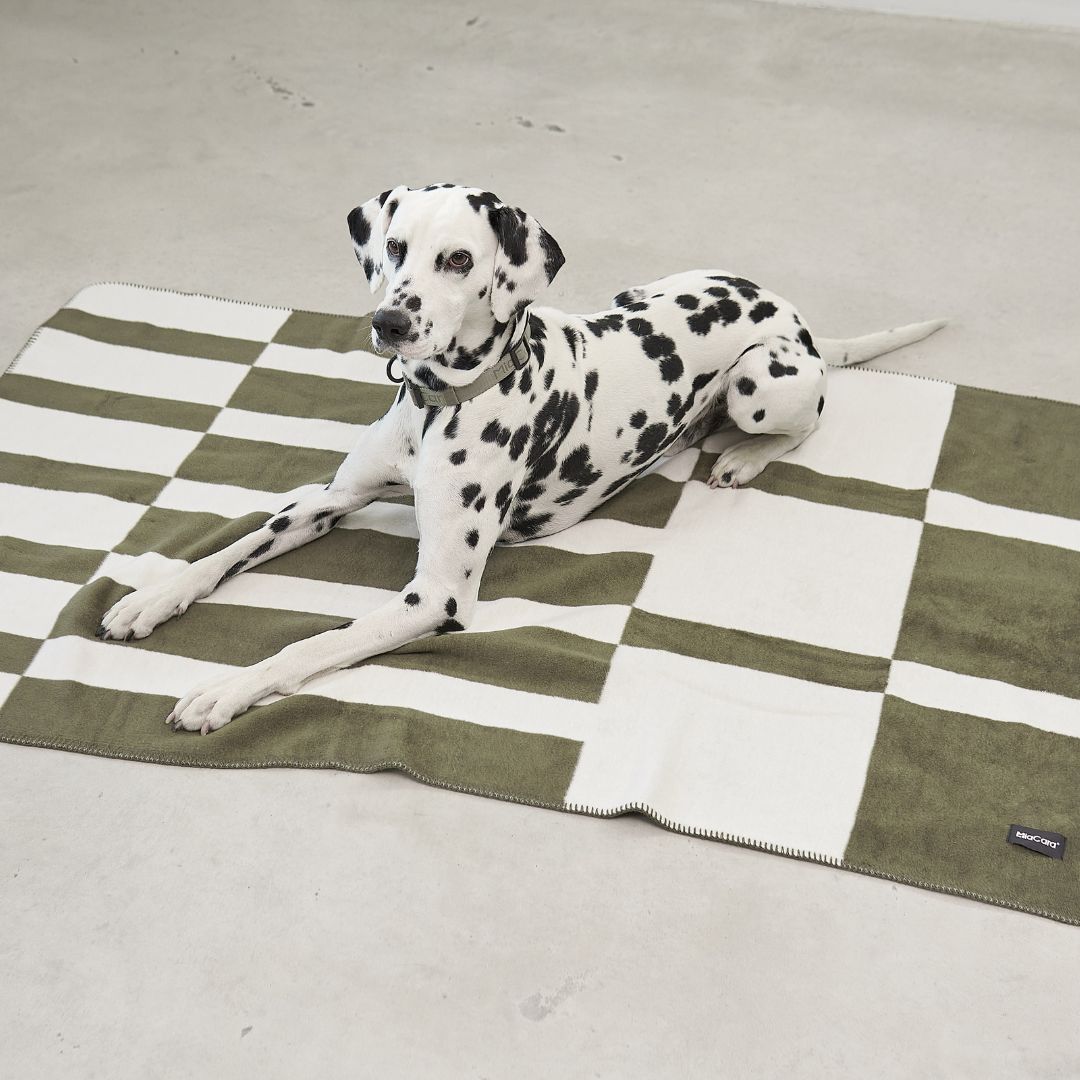 MiaCara-Hundedecke-Blocco-Grolive-Natur-Hund3