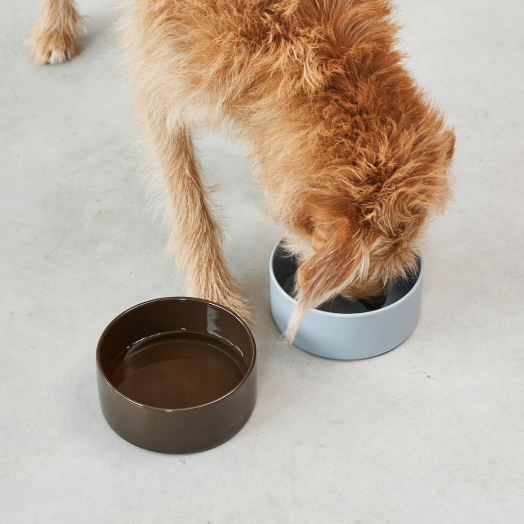 MiaCara-Hundenapf-Scodella-Mood1