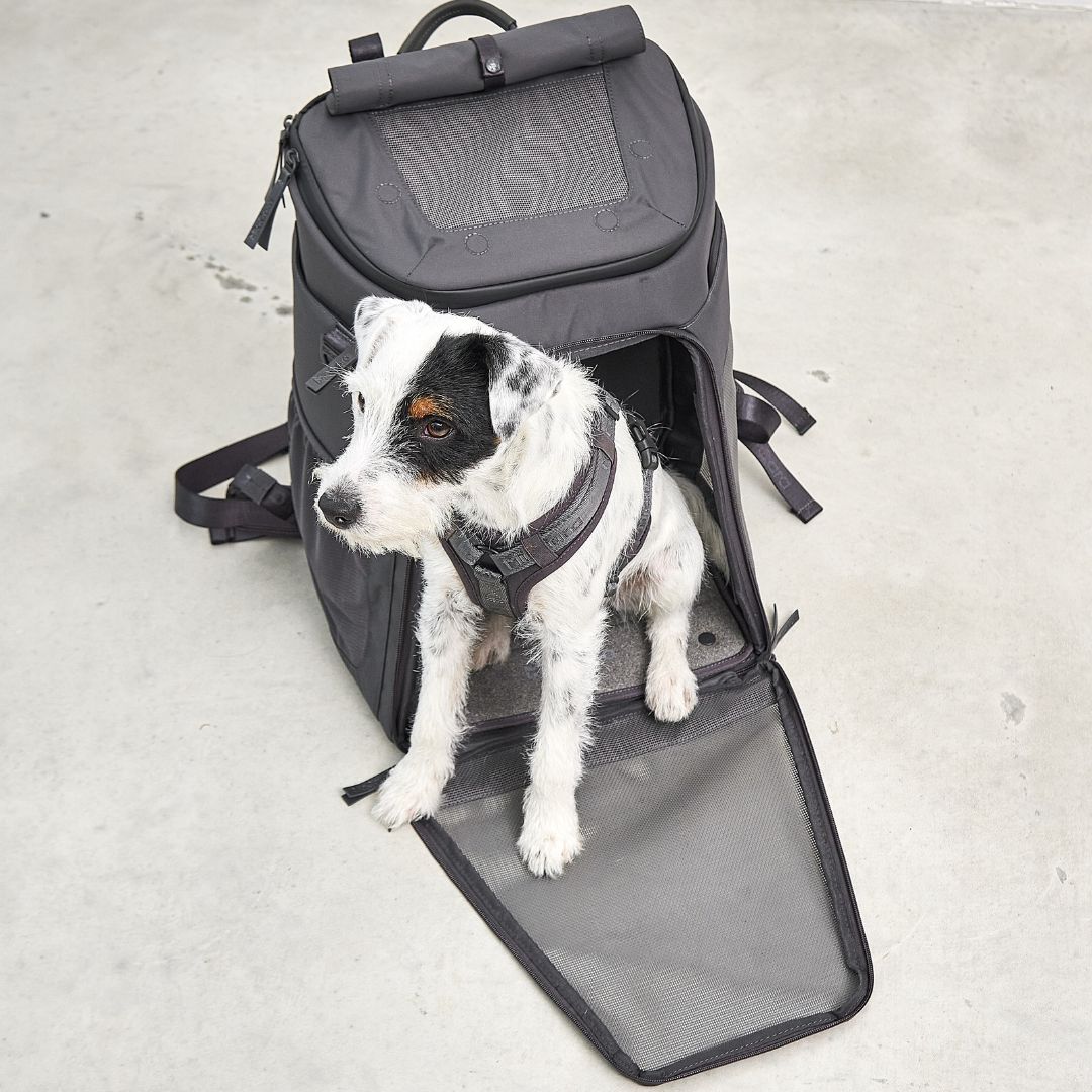 MiaCara-Hunderucksack-Zaino-Hund5