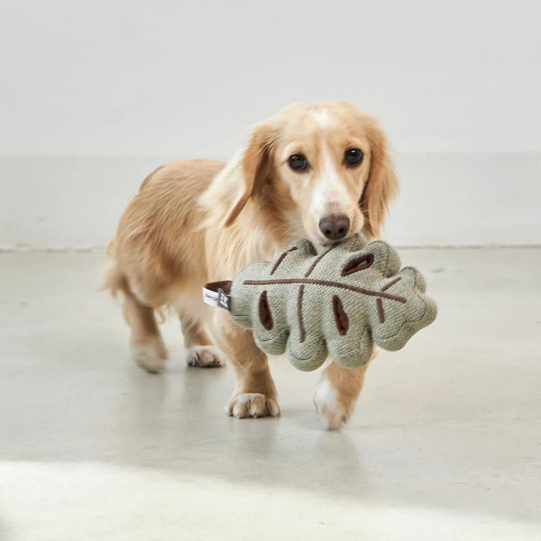 MiaCara-Schnüffelspielzeug-Foresta-Blatt-Mood