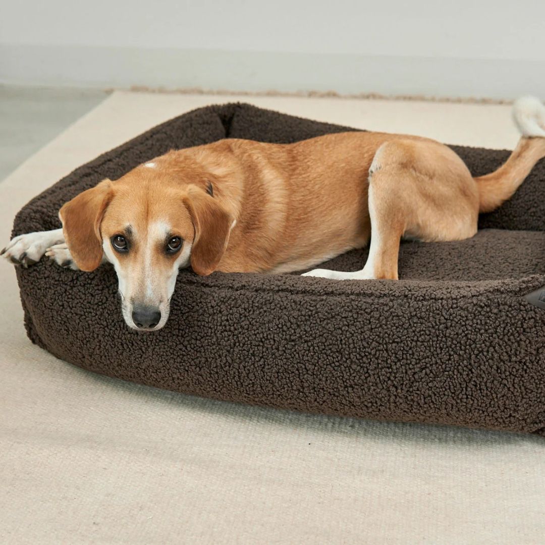 MiaCara-Senso-Hundebett-Box-Bett-Schokolade-Mood