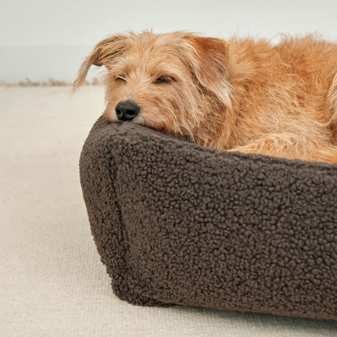 MiaCara-Senso-Hundebett-Box-Bett-Schokolade-Mood2