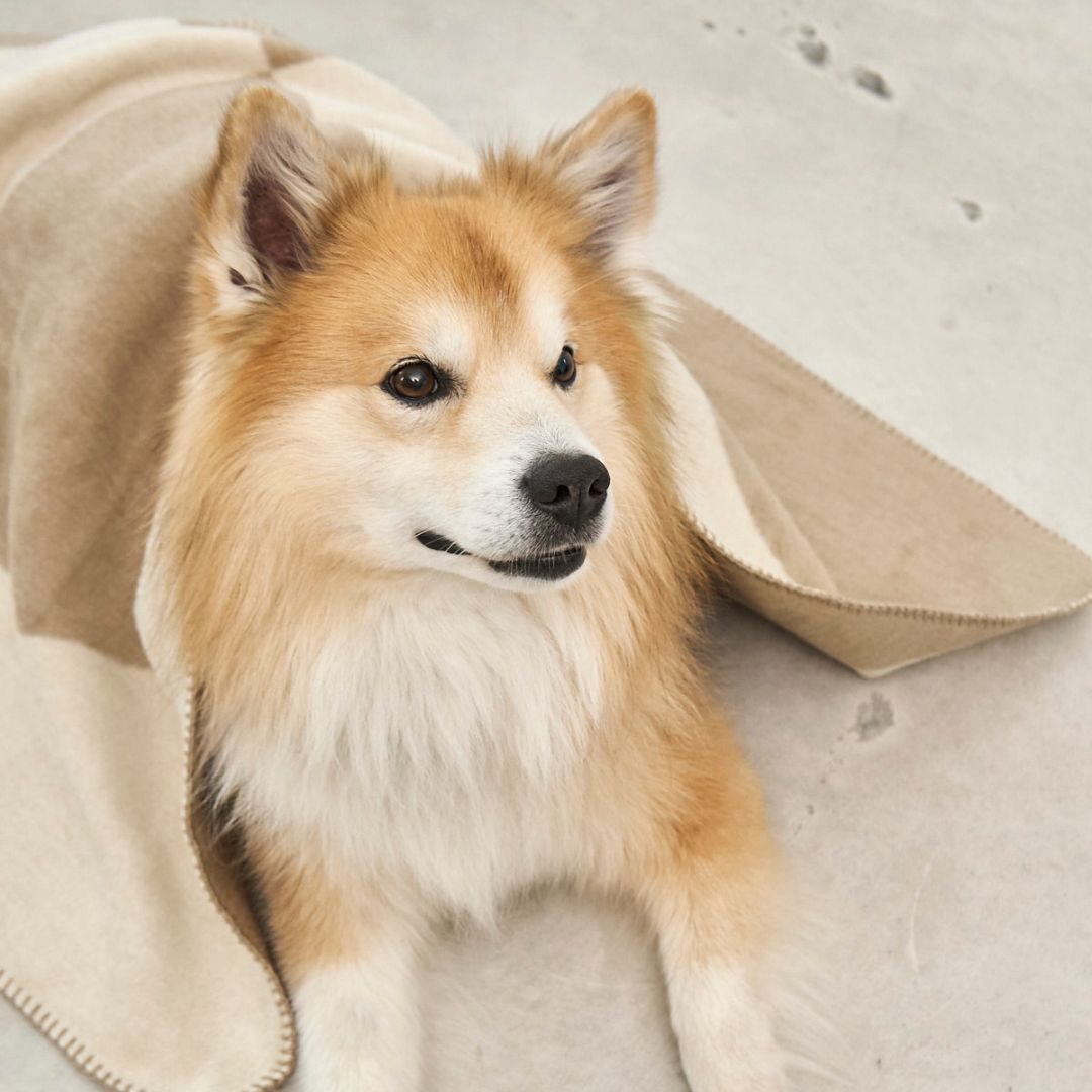 Miacara-Ponte-Hundedecke-Nougat-Hund-3