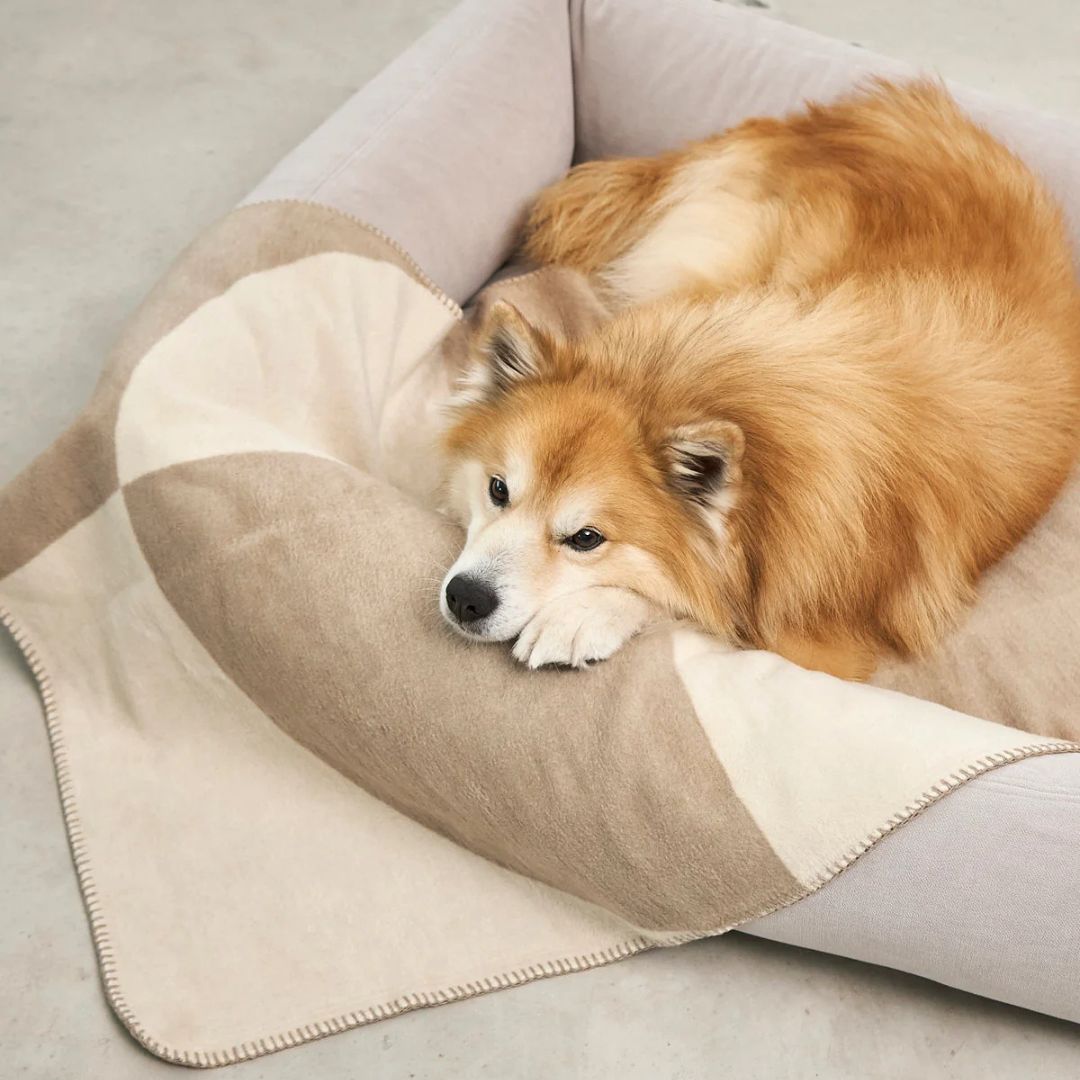Miacara-Ponte-Hundedecke-Nougat-Hund