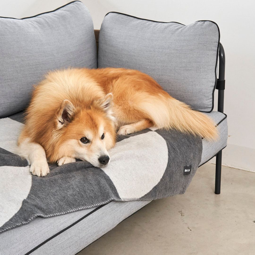 Miacara-Ponte-Hundedecke-Schiefer-Hund-2