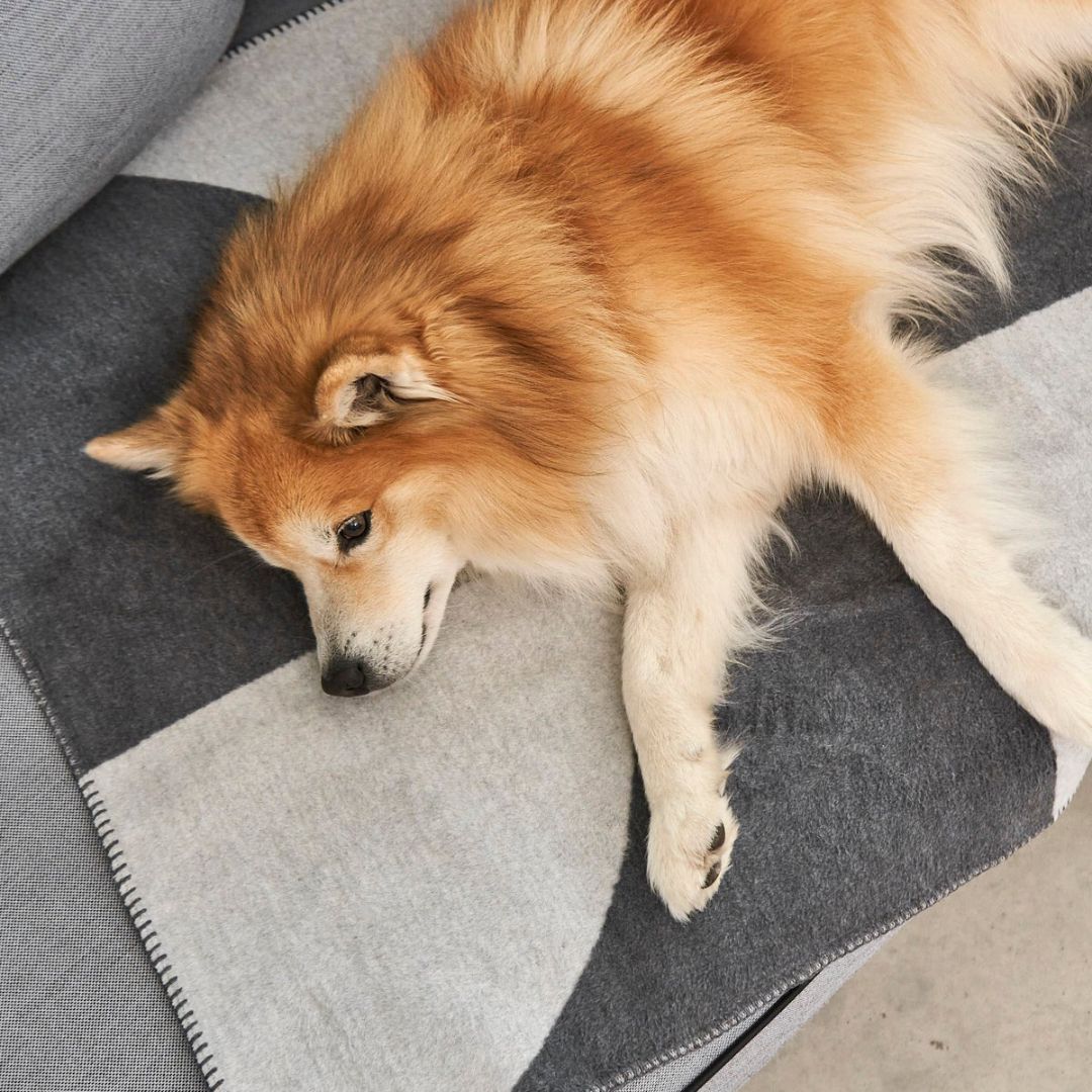 Miacara-Ponte-Hundedecke-Schiefer-Hund