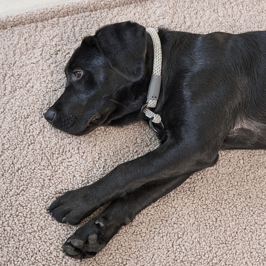 Miacara-Senso-Hundedecke-Greige-Mood2