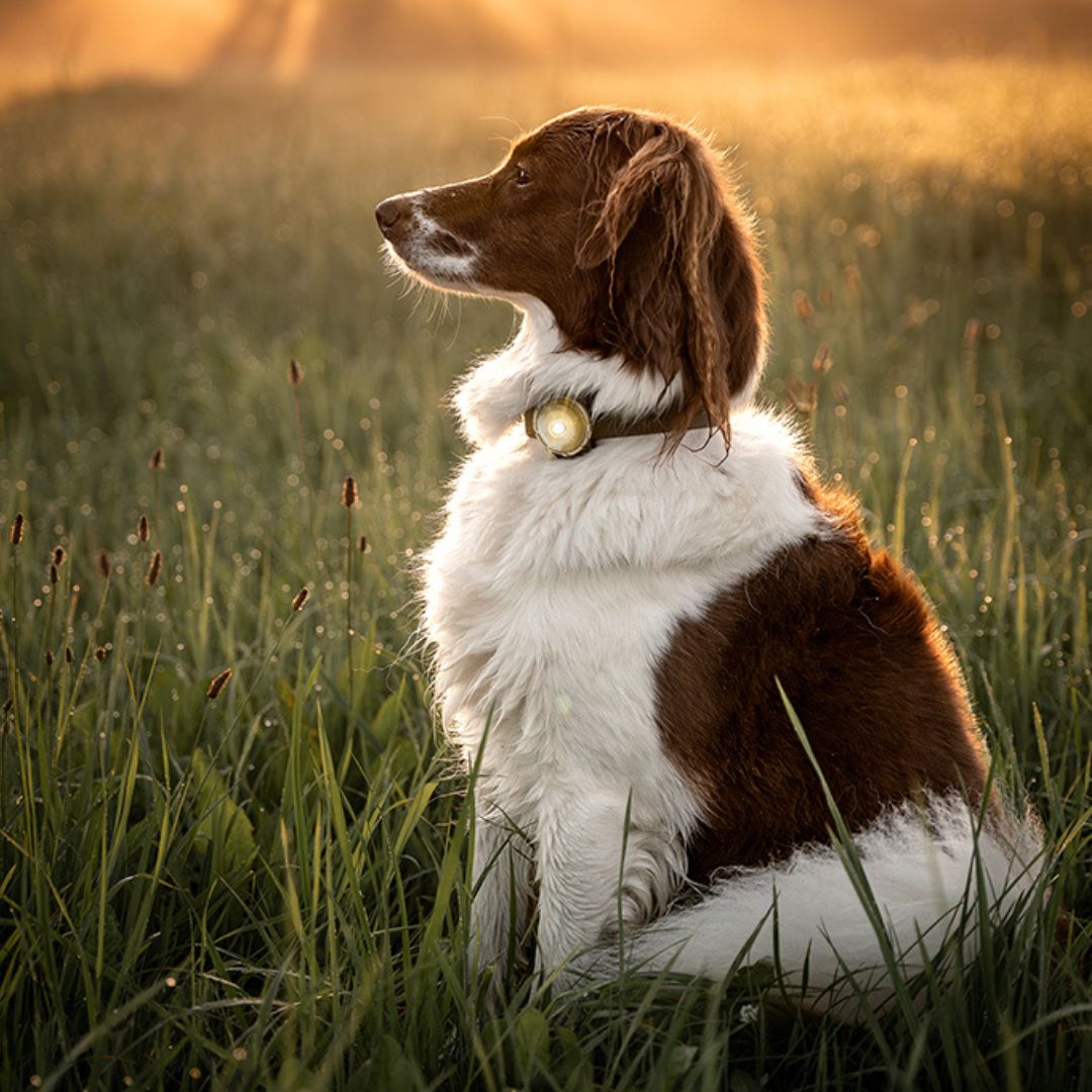Orbiloc-Sicherheitslicht-Dog-Dual-Gold-Hund1