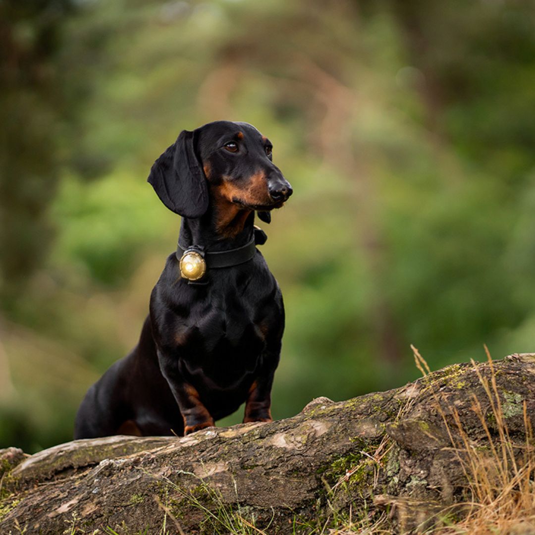 Orbiloc-Sicherheitslicht-Dog-Dual-Gold-Hund2