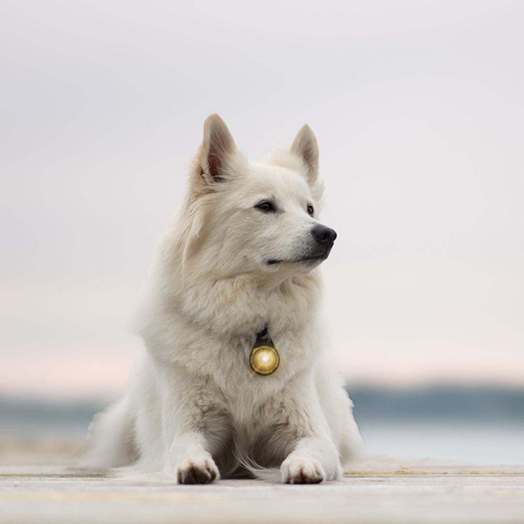 Orbiloc-Sicherheitslicht-Dog-Dual-Gold-Hund3