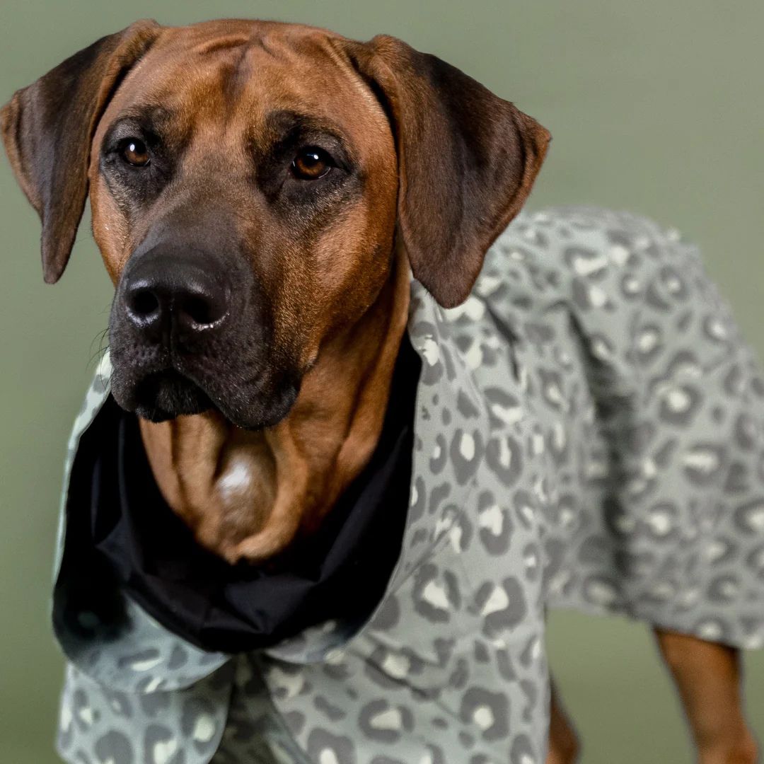 PAIKKA-Reflektierender-Hunderegenmantel-Lite-Green-Leo-Hund