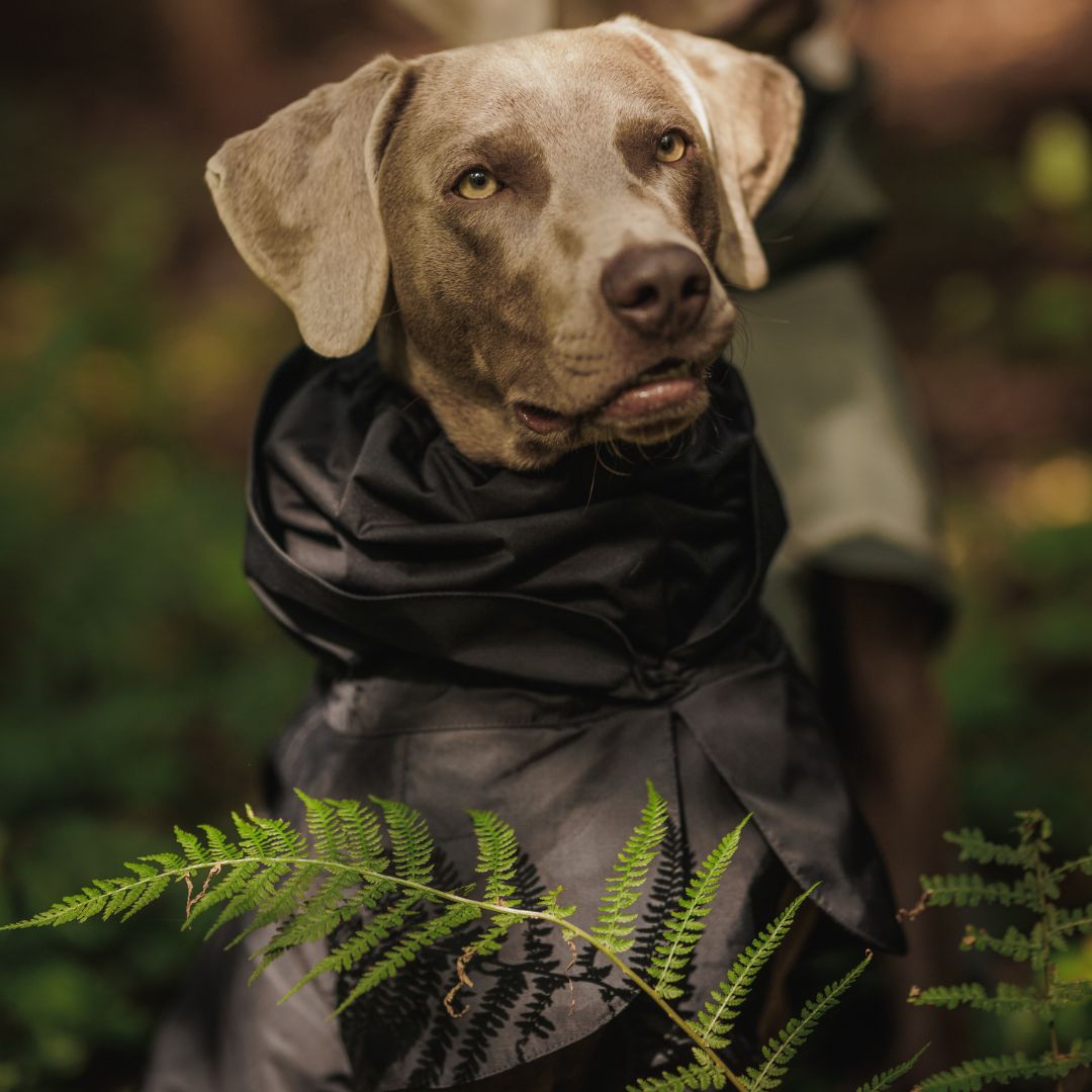 Paikka-Recovery-Raincoat-Black-Hund2