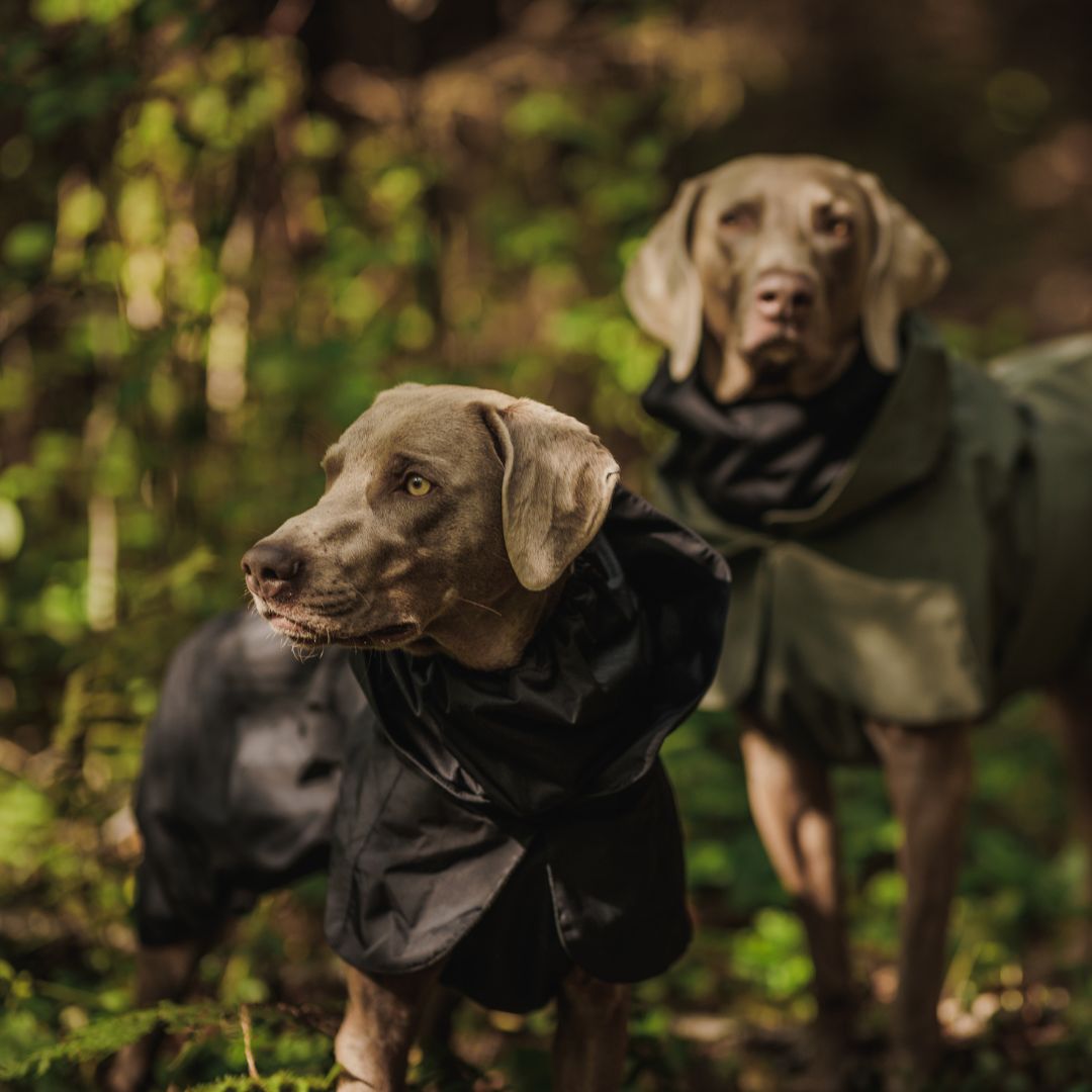 Paikka-Recovery-Raincoat-Black-Hund3