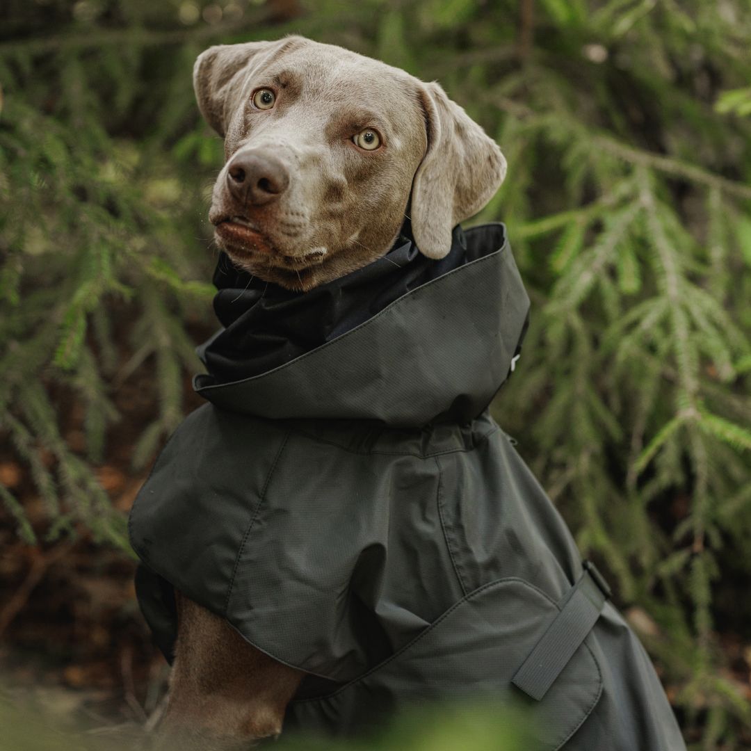 Paikka-Visibility-Raincoat-Seawool-Dark-Hund