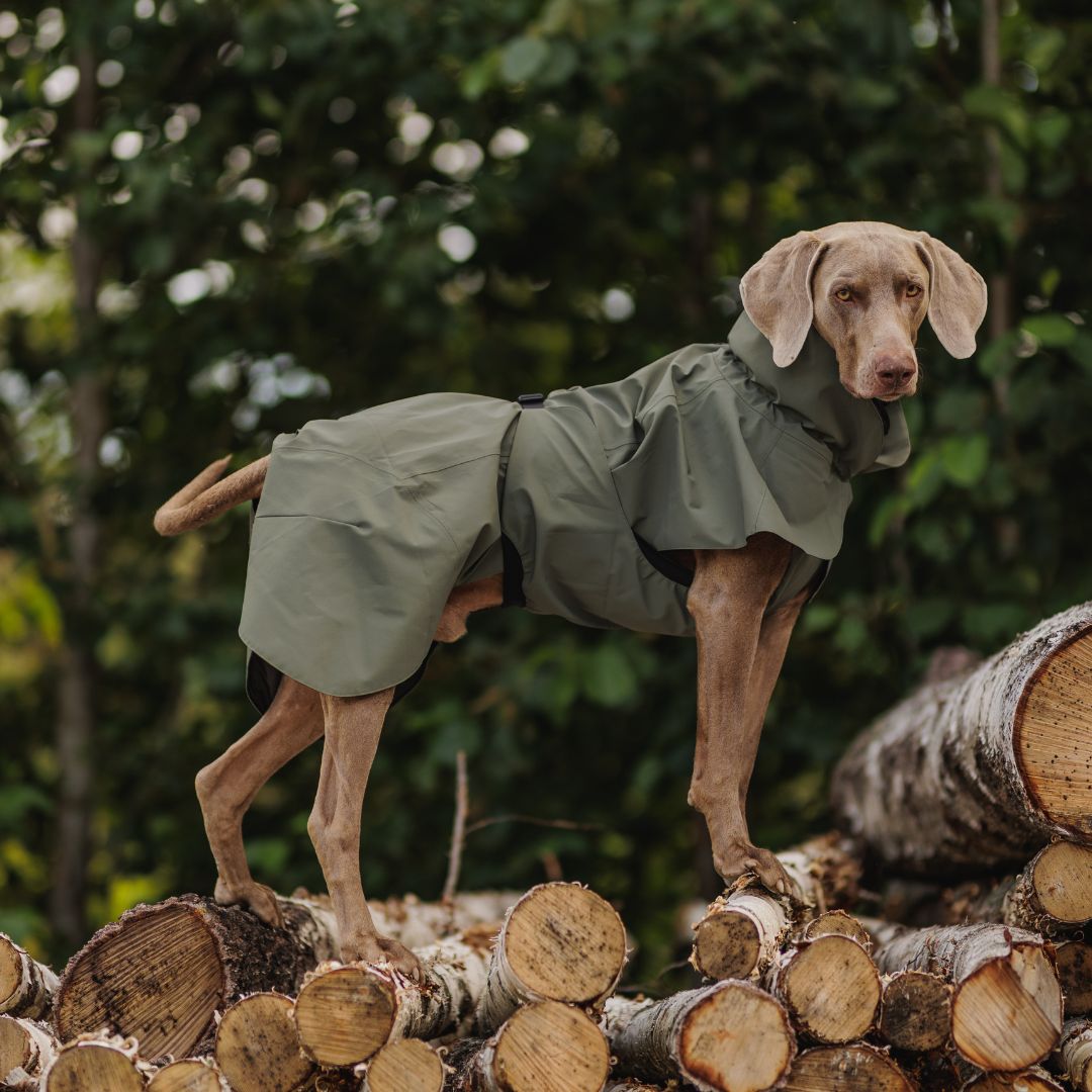 Paikka-vollreflektierender-Hunderegenmantel-Thyme-Hund2