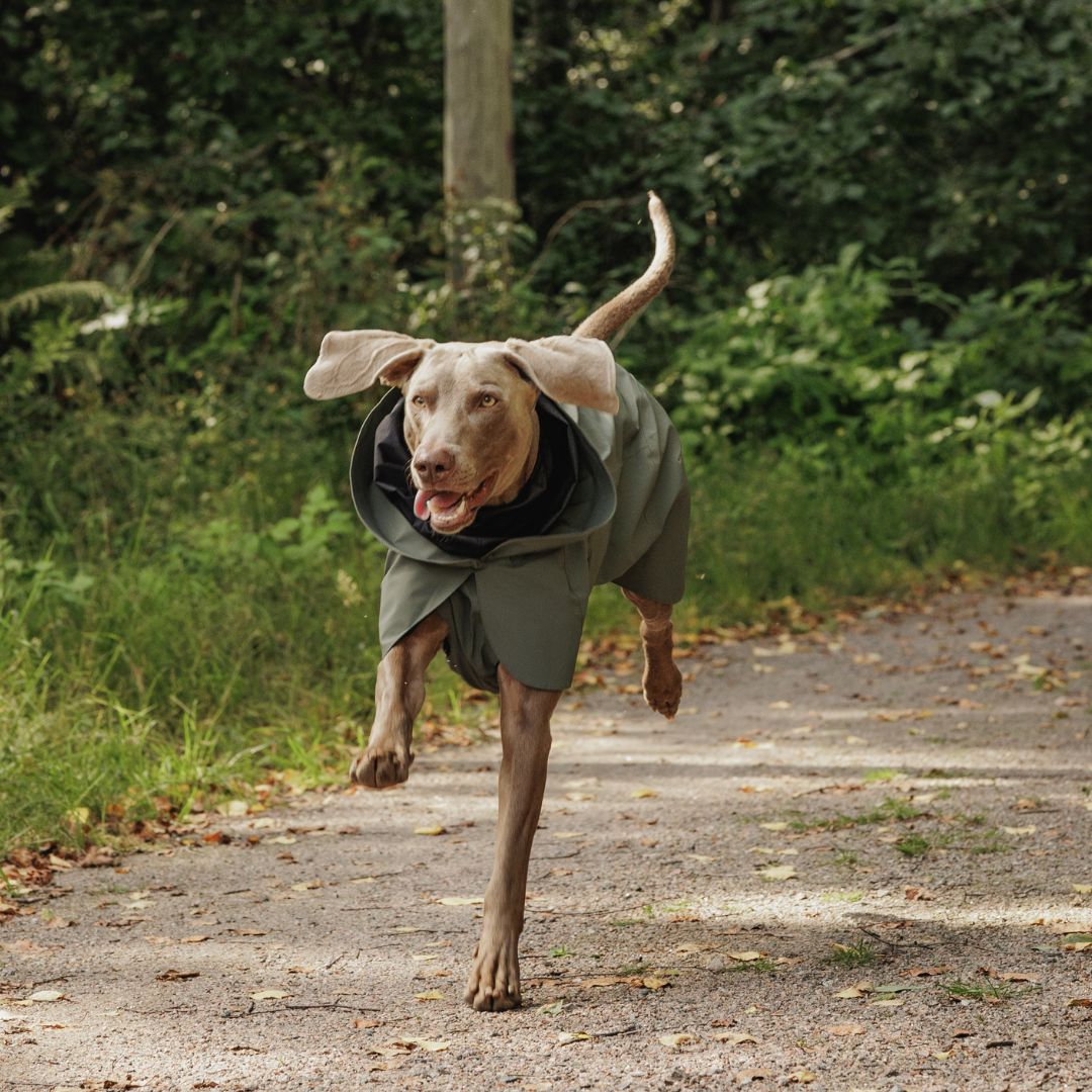Paikka-vollreflektierender-Hunderegenmantel-Thyme-Hund6