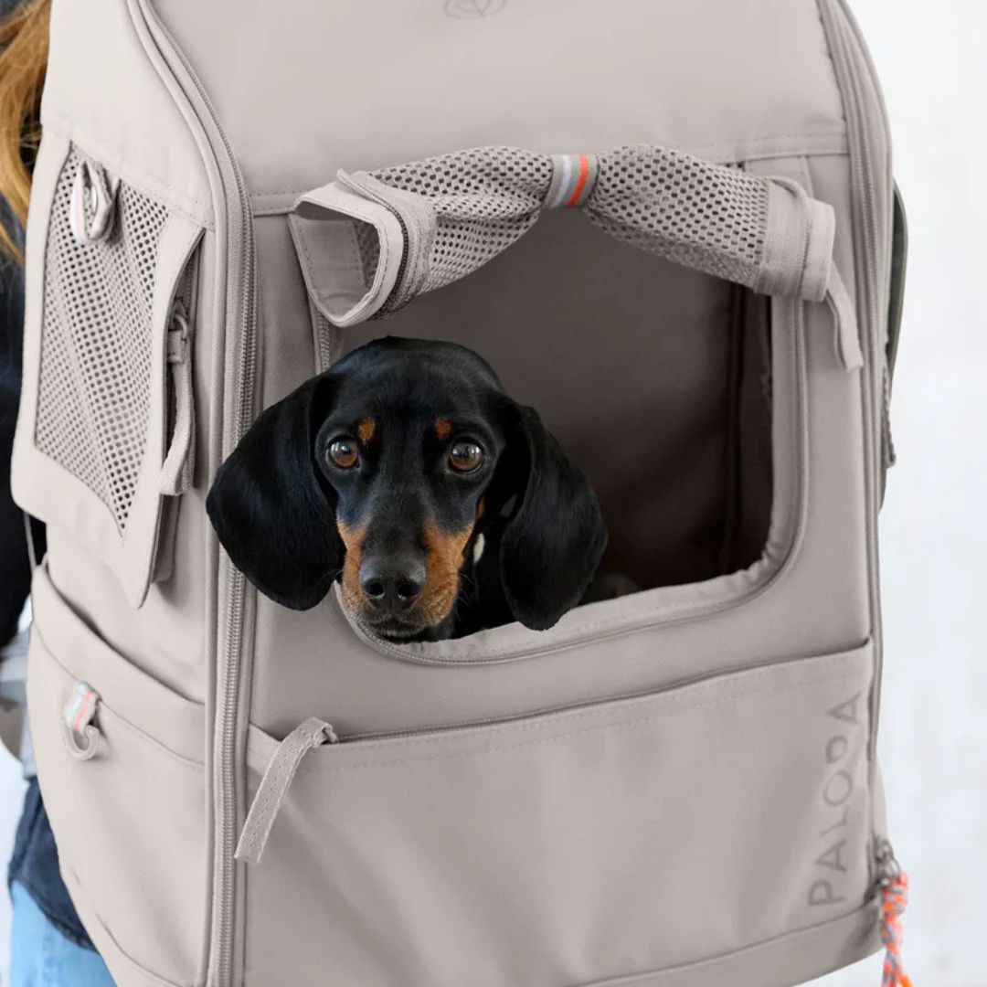 Palopa-Hundetragerucksack-Kari-Taupe-Mood