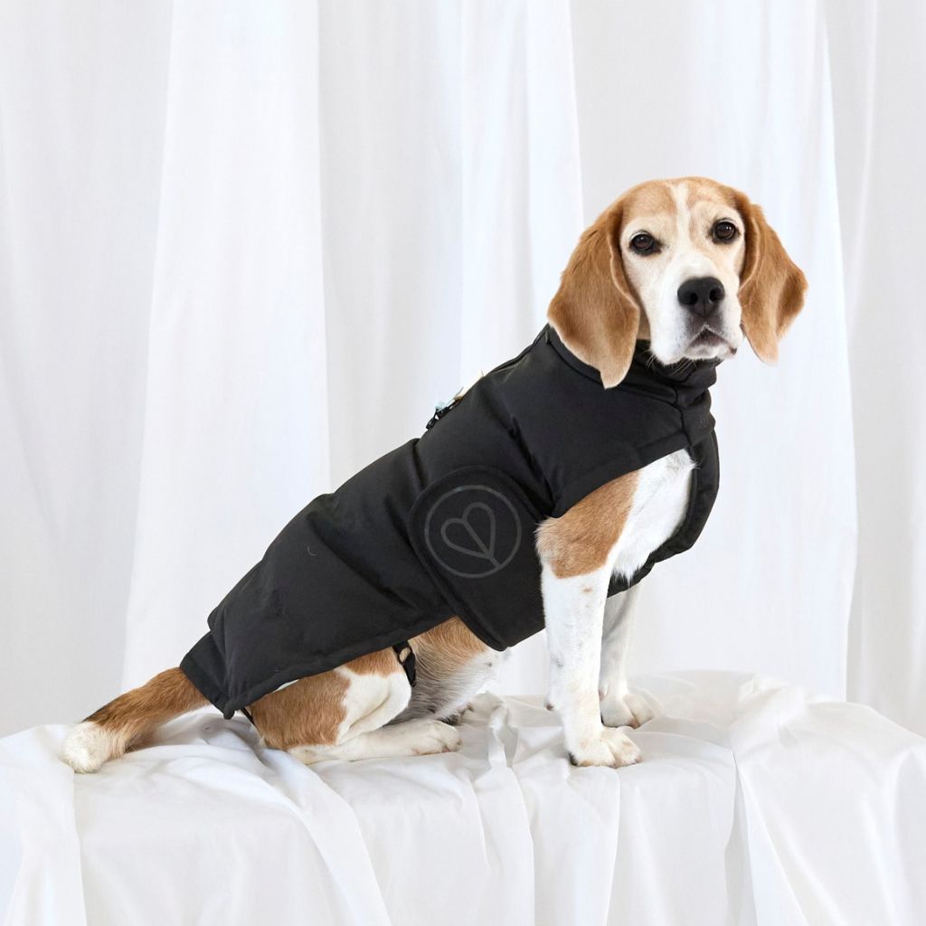 Palopa-Hundewintermantel-Nolia-Short-Black-Hund-7