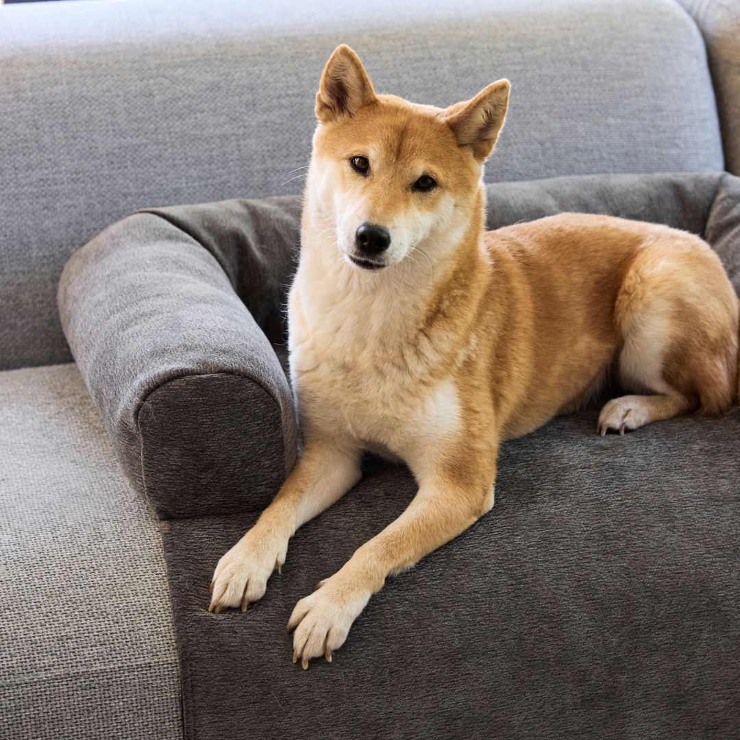 Palopa-Sofa-Schutzmatte-Rika-Anthracit-Hund2