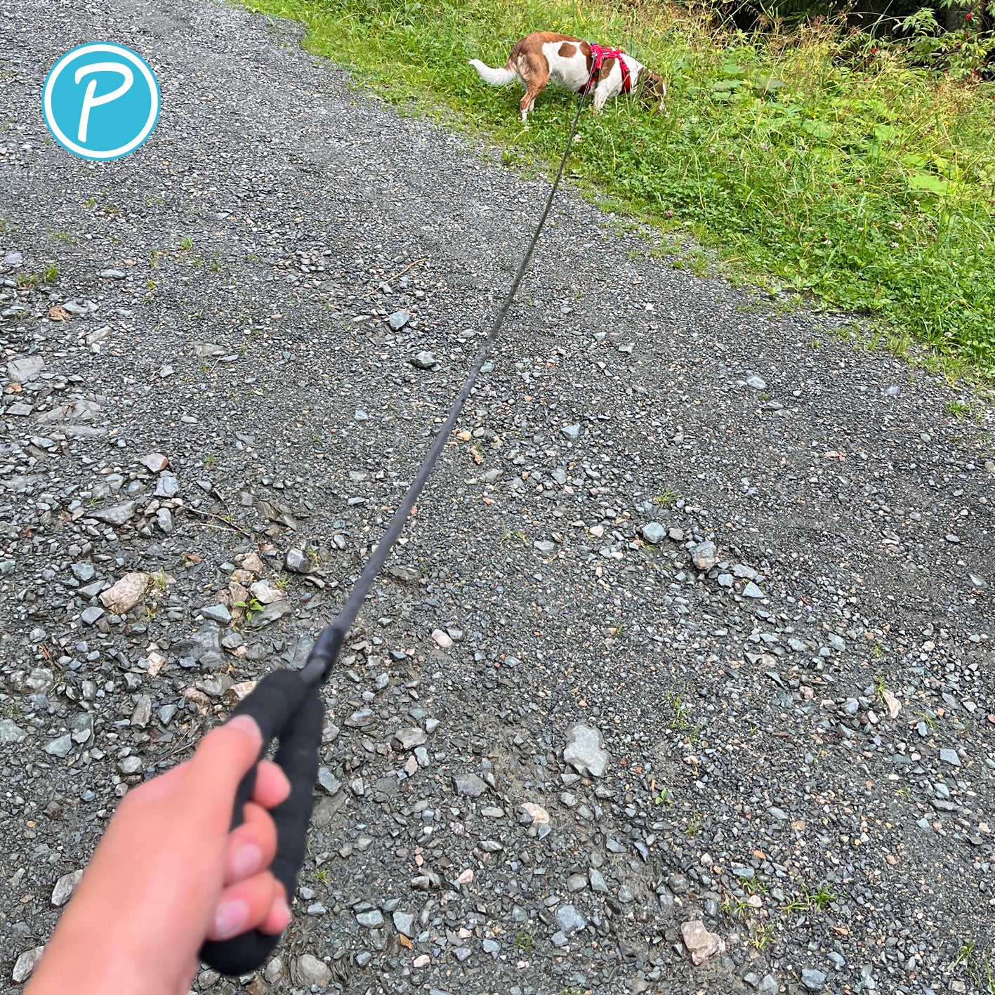 Petlando-Schleppleine-rund-schwarz-10m-Hund