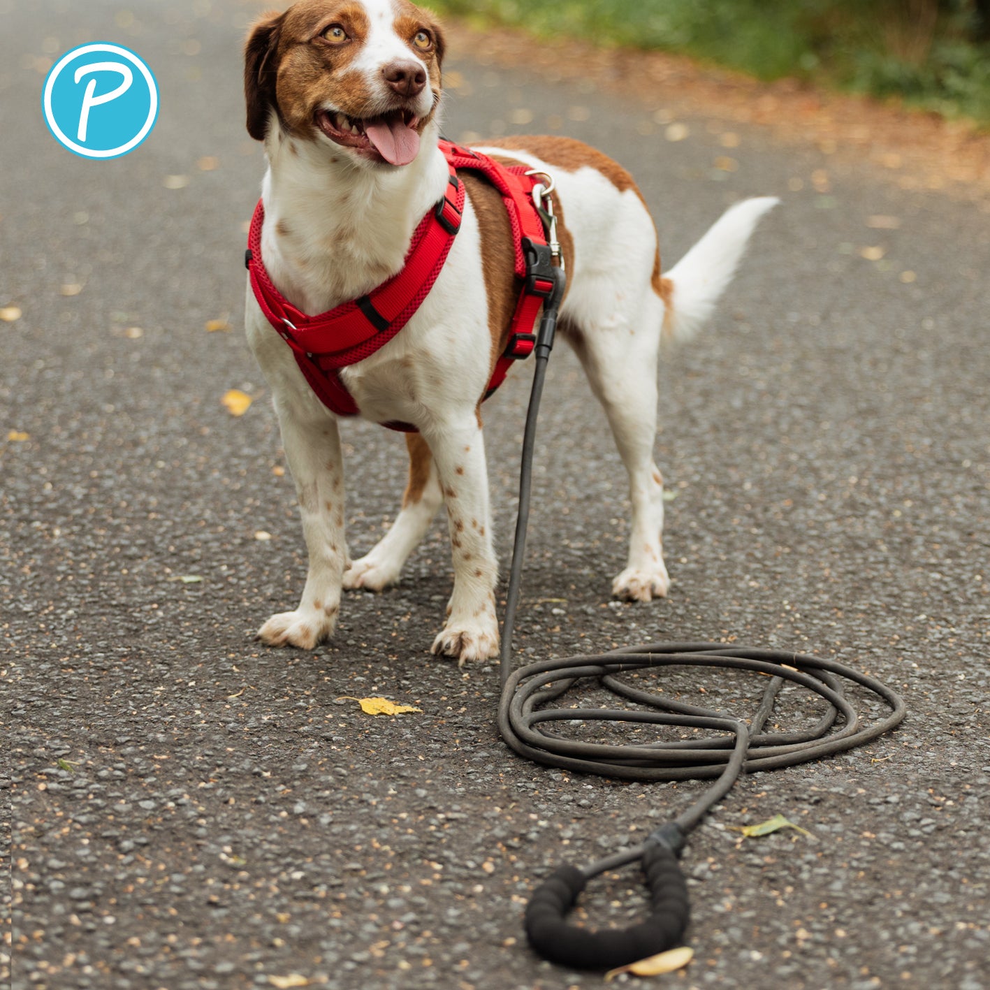 Petlando-Schleppleine-rund-schwarz-Hund2