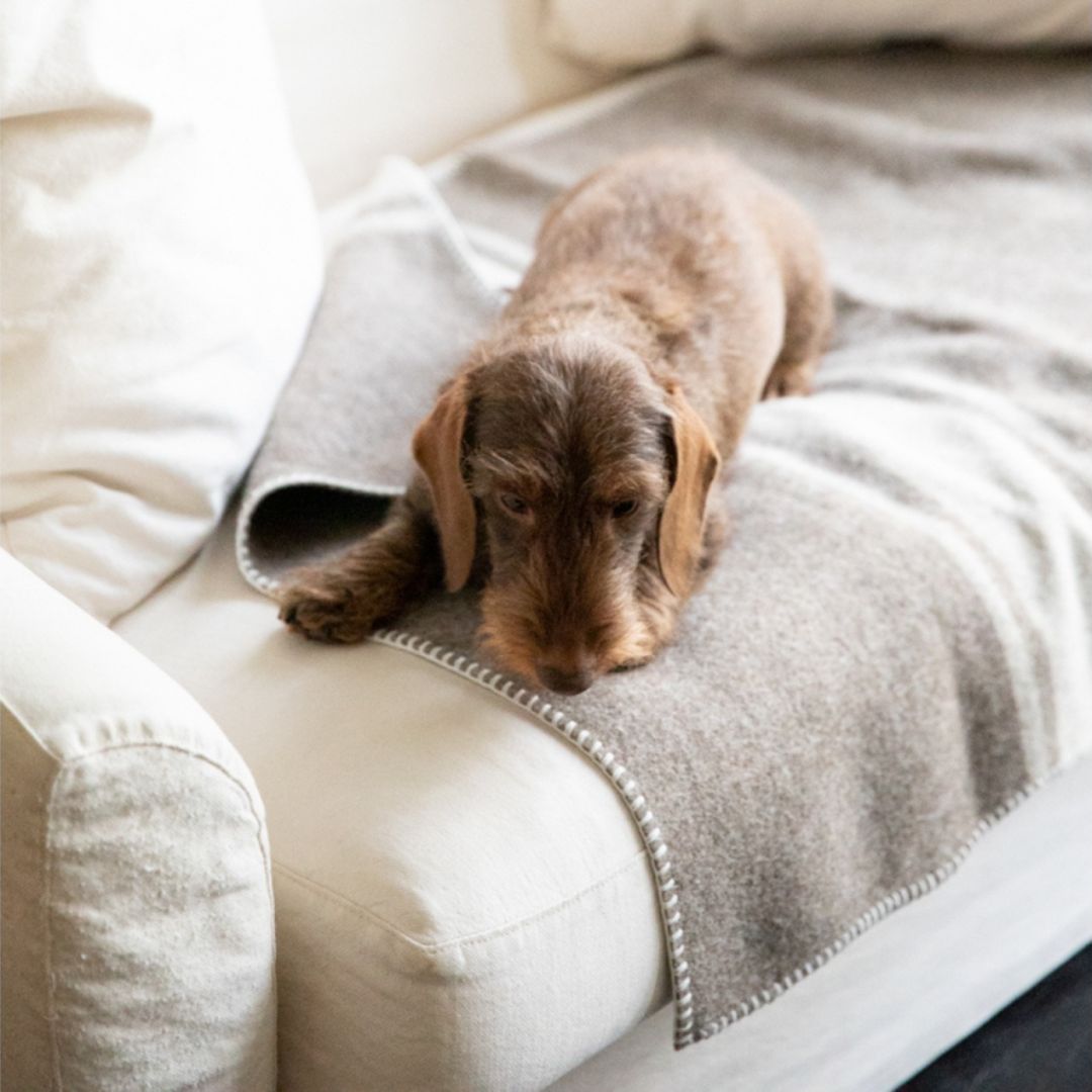 2.8-duepuntootto-design-for-dogs-Hundedecke-Ansel-recycelte-Wolle-Weiß-Hund