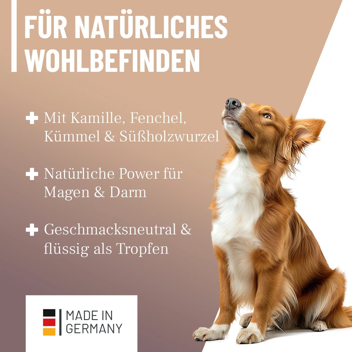 ReaVET-Magen-Darm-Tropfen-Keyfacts