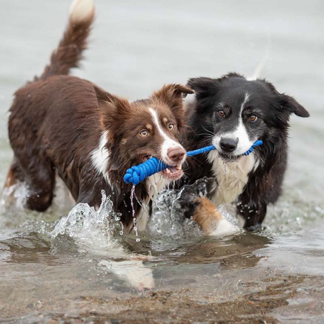 Treusinn-Tauspielzeug-Spiely-Blau-Hund