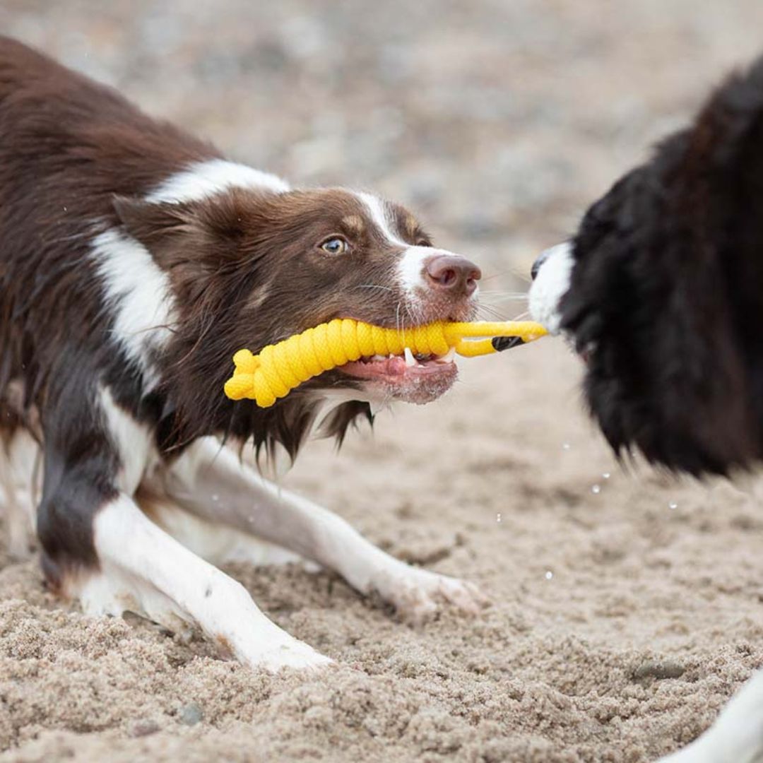Treusinn-Tauspielzeug-Spiely-Gelb-Hund