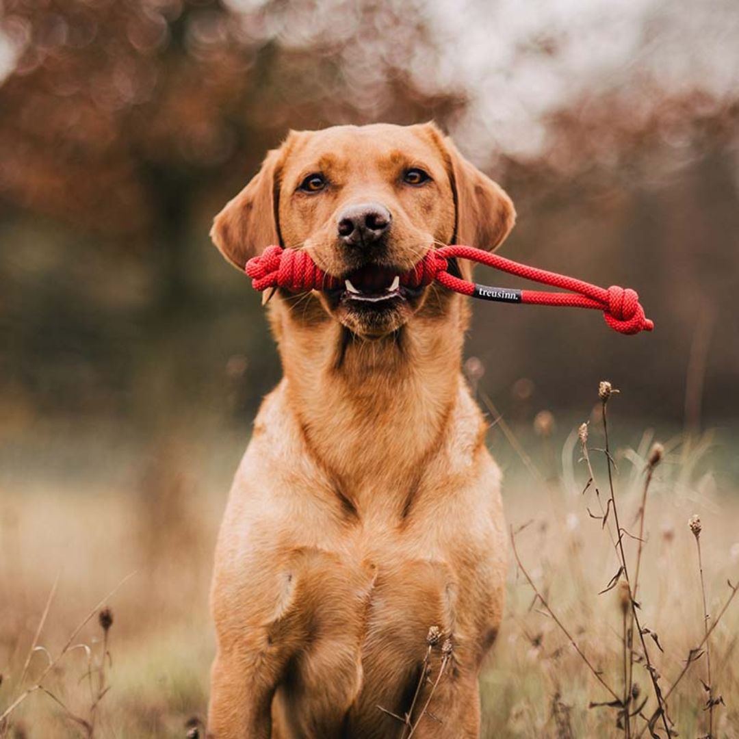 Treusinn-Tauspielzeug-Spiely-Rot-Hund