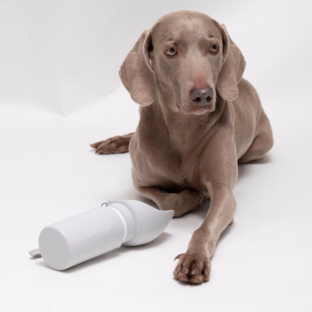 Trimmi-Hundetrinkflasche-Hellgrau-Hund
