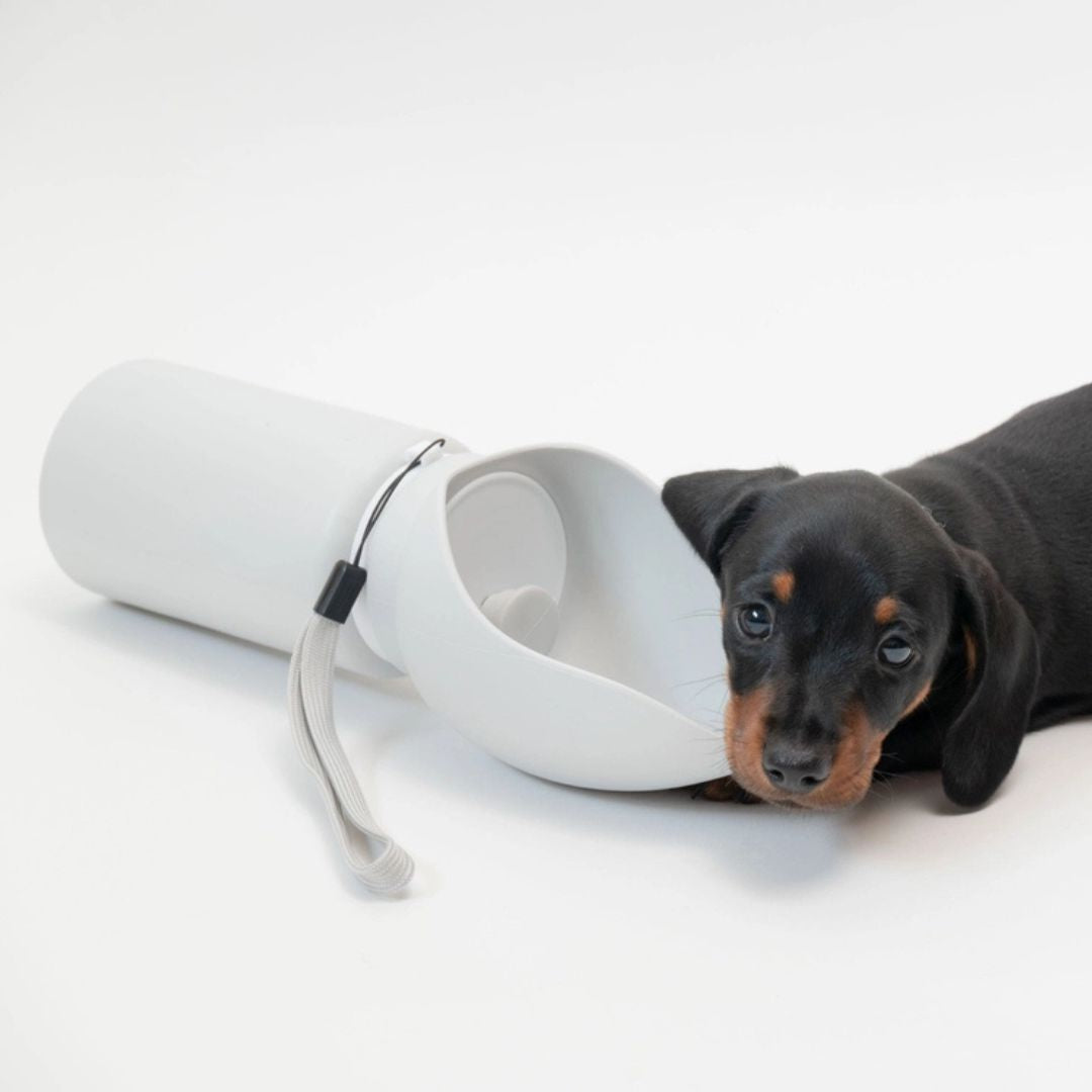 Trimmi-Hundetrinkflasche-Hellgrau-Hund2